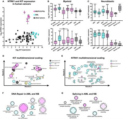 Two Receptors, Two Isoforms, Two Cancers: Comprehensive Analysis of KIT and TrkA Expression in Neuroblastoma and Acute Myeloid Leukemia